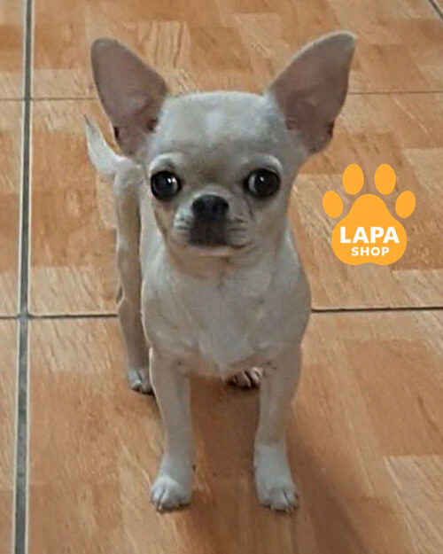 кремовий чихуахуа