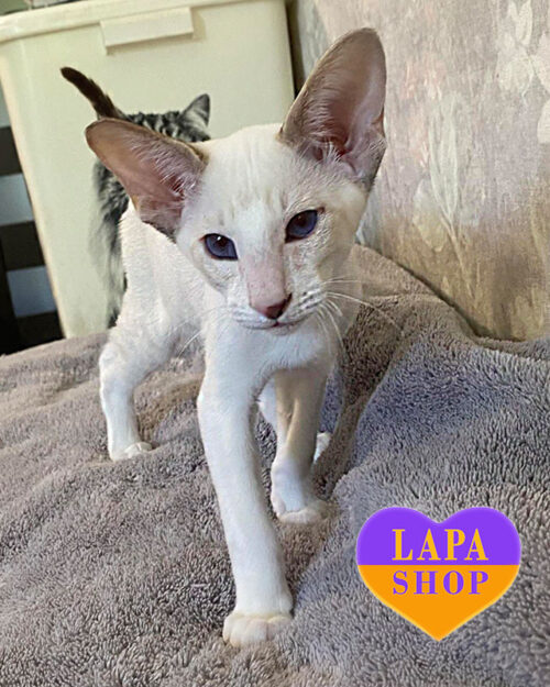 шоколадний орієнтал