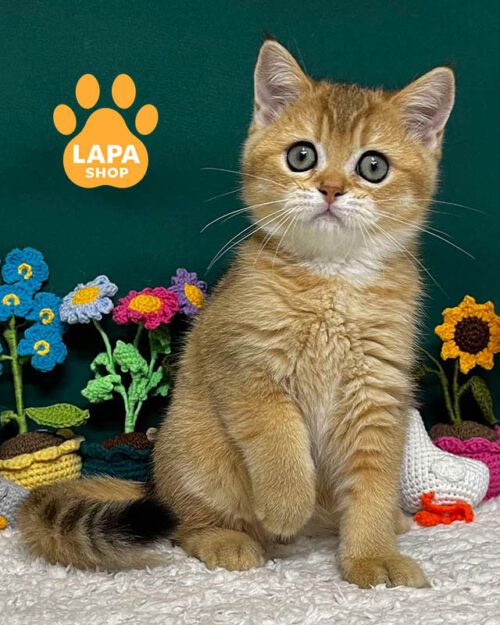 Шотландская золотая красавица Zara