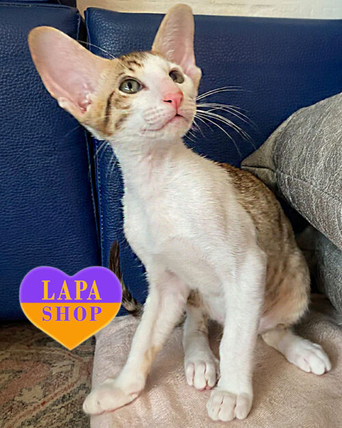 плямистий орієнтал