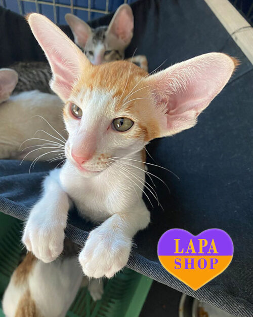 плямистий орієнтал