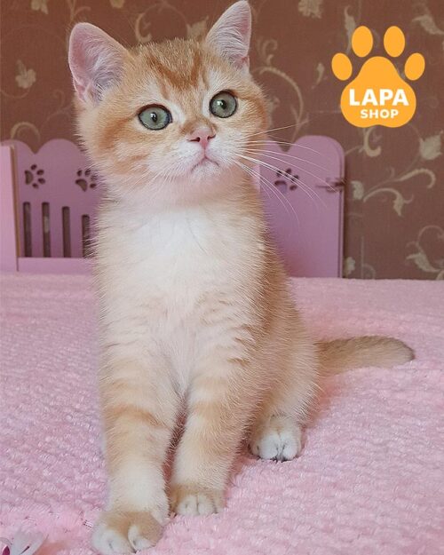 золотой британец