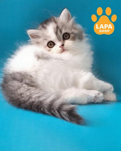 котенок хайленд-страйт <br> <br> <br>