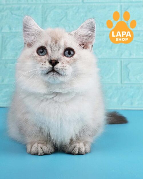 Munchkin Longhair Kitty