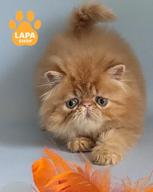 рыжая персидская кошка