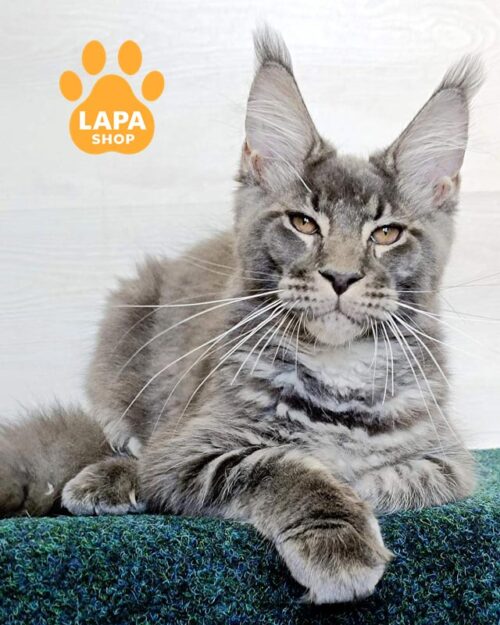 silver marble Maine Coon