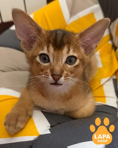 ruddy Abyssinian kitten