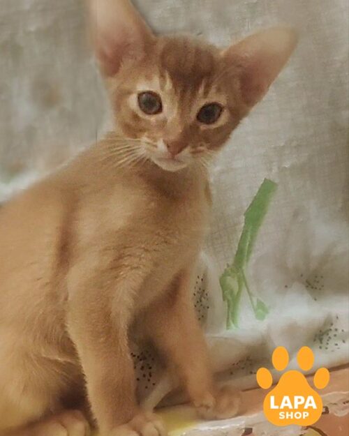 Отличный абиcсинский котенок в шубке окрасом соррель