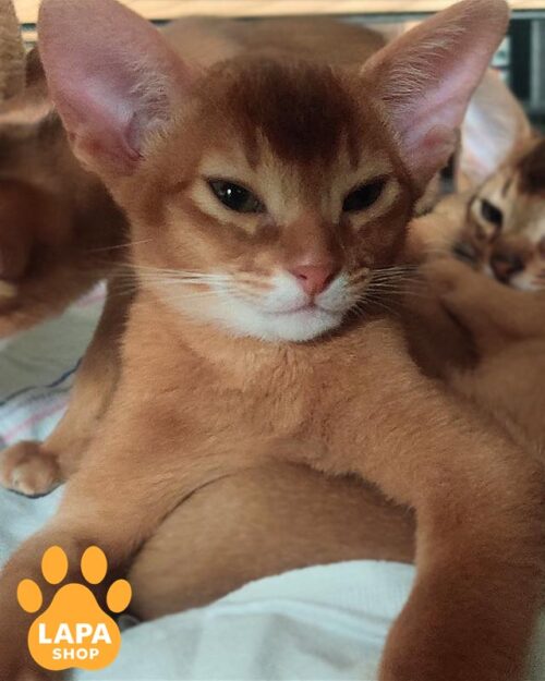 абісинець сорель