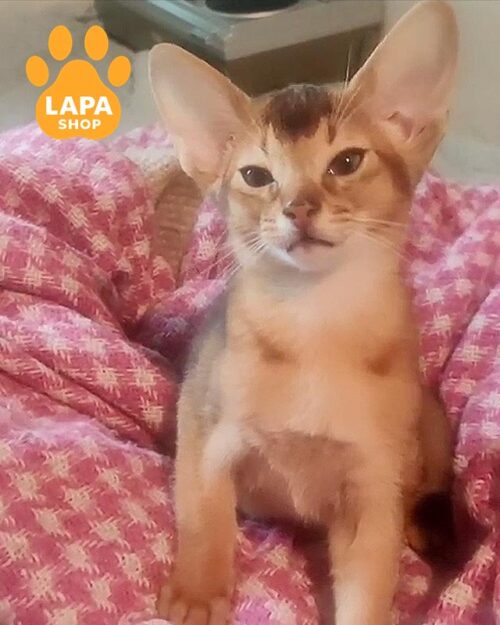 ruddy Abyssinian