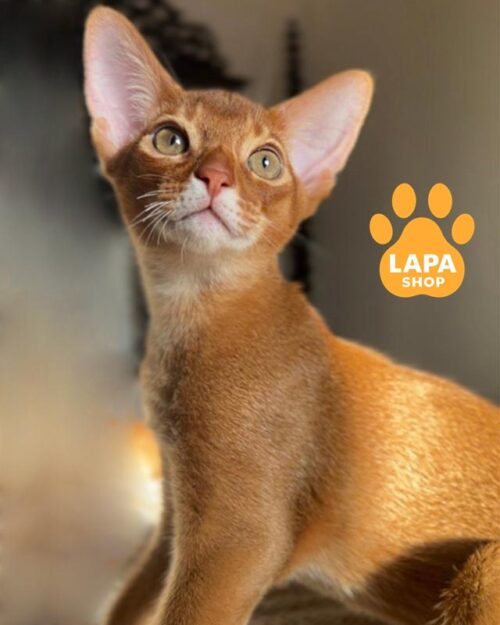 sorrel Abyssinian cat<br> <br> <br>