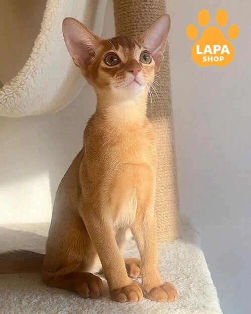 sorrel Abyssinian cat<br> <br> <br>