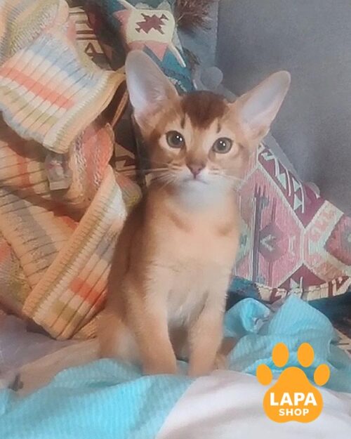 ruddy Abyssinian kitty