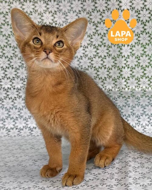 дикий абісинець