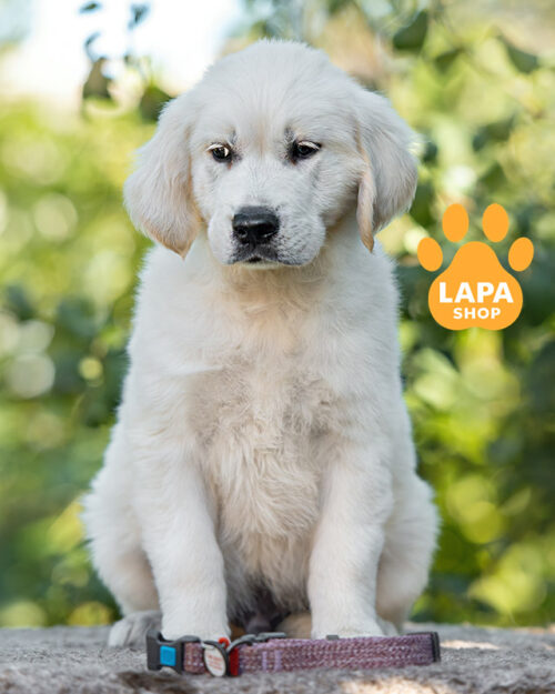 кремовый золотистый ретривер