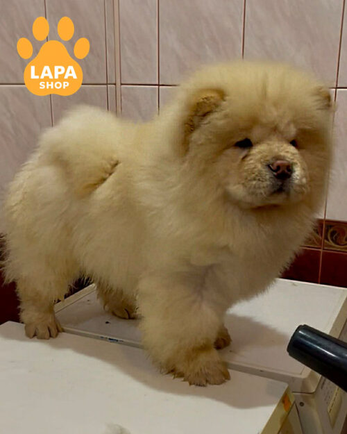 кремовий чау-чау