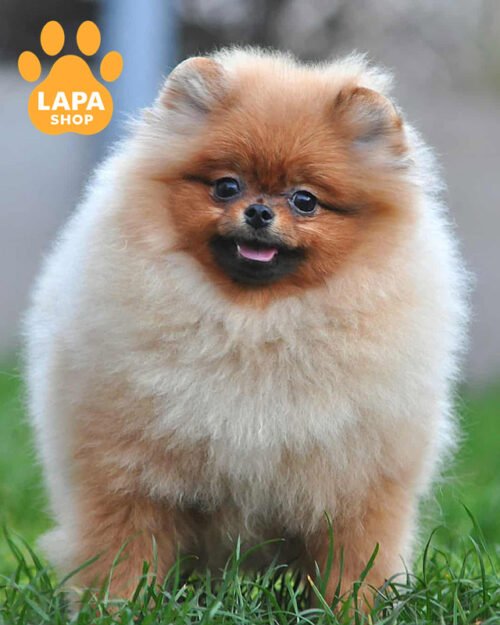 померанський шпіц забарвлення оранж