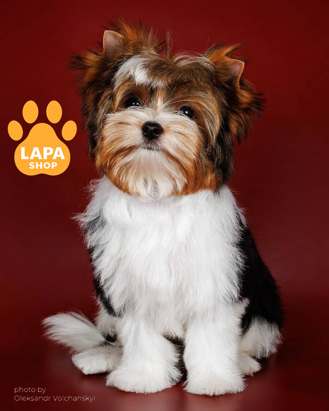 триколорный бивер йоркширский терьер