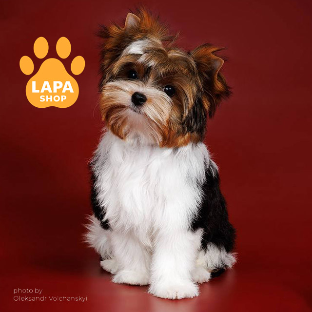 Amore-Star-Diesel-02