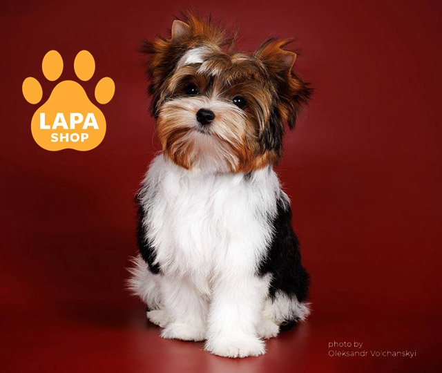 Amore-Star-Diesel-04