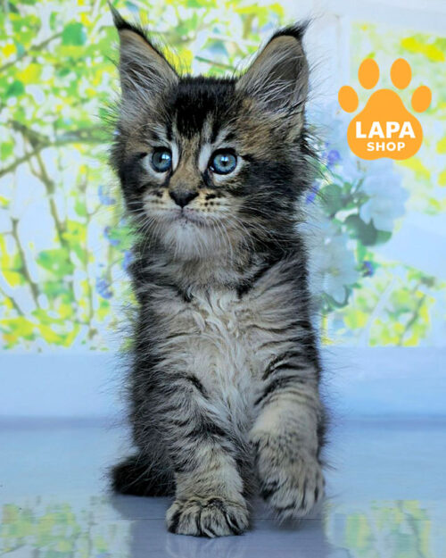 черный мейн-кун