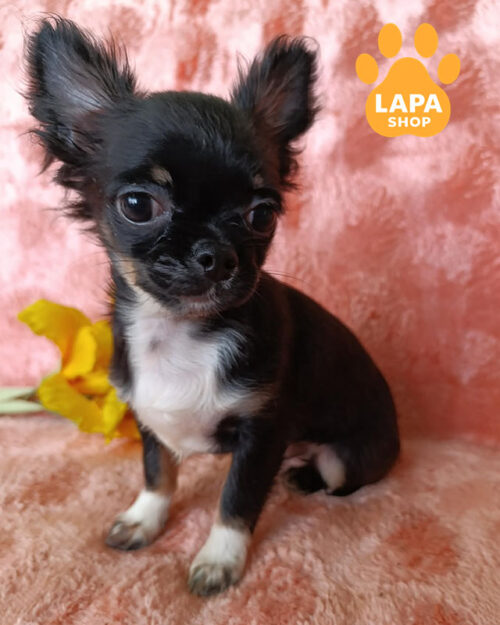 триколорний чихуахуа