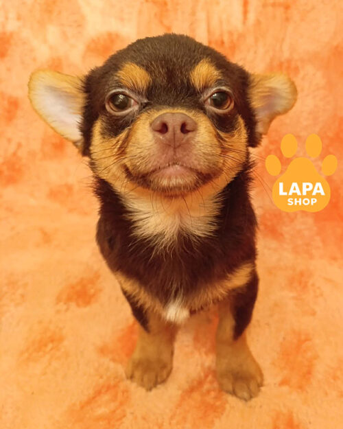 триколорний чихуахуа