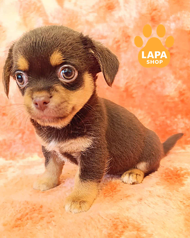 шоколадный триколор чихуахуа