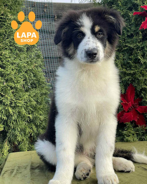 триколорна ауссі