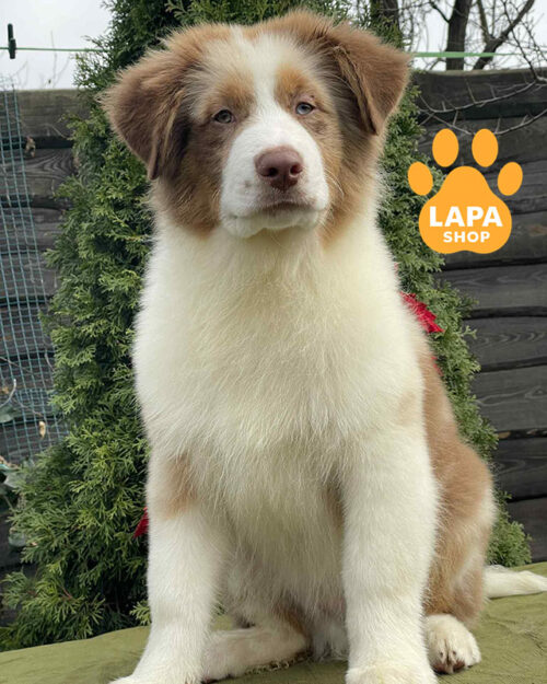 червона мармурова ауссі