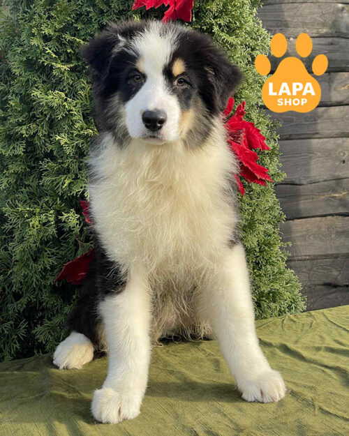 триколорна ауссі