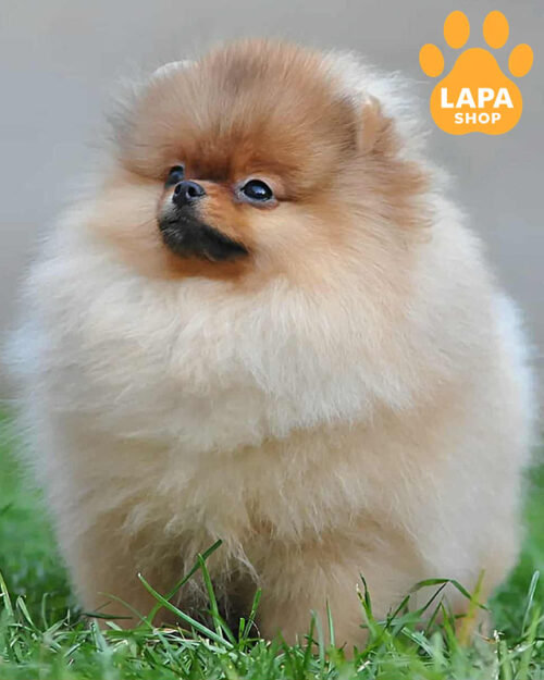 Pomeranian spitz orange color