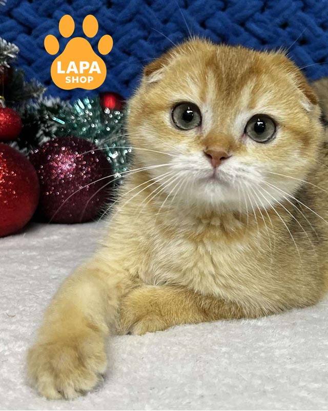 золота висловуха кішка