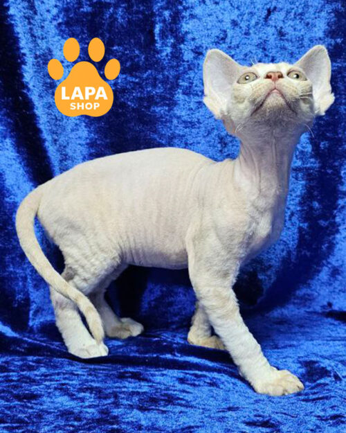 кремовый пятнистый девон-рекс