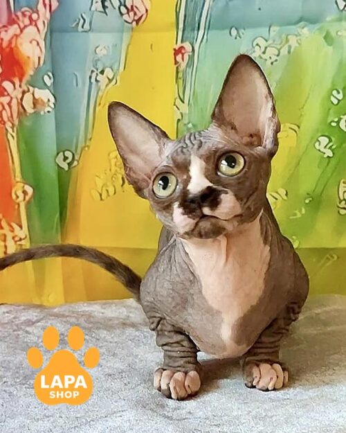 біколорна кішка бамбіно