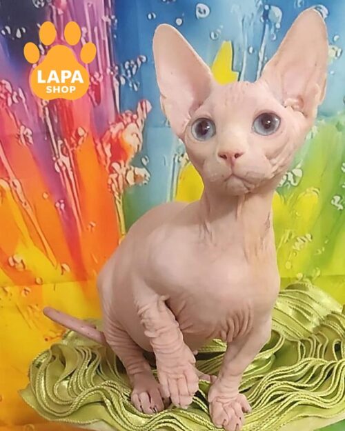 блакитноока кішка бамбіно