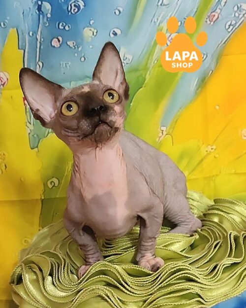 биколорный бамбино