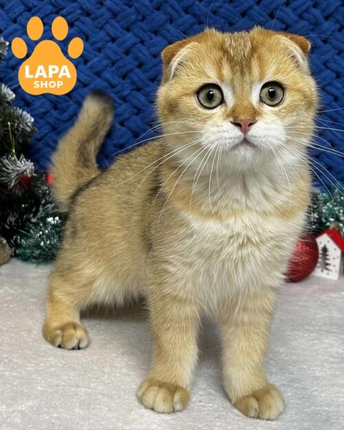 золотий скотіш-фолд