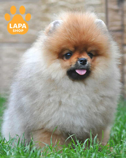 померанський шпіц забарвлення оранж