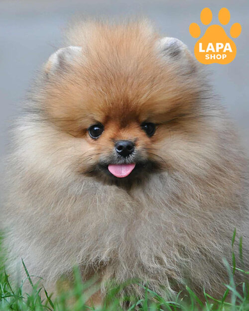 Pomeranian spitz orange color