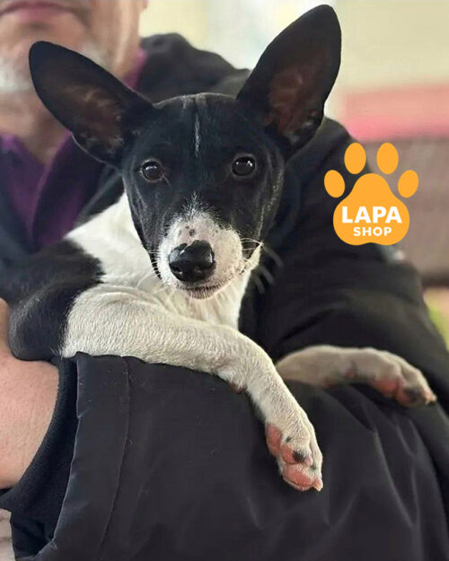 чорно-білий басенджі