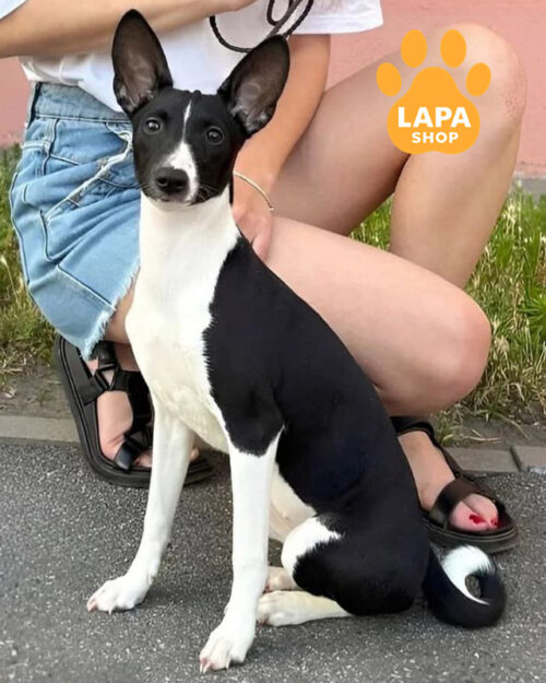 чорно-білий басенджі