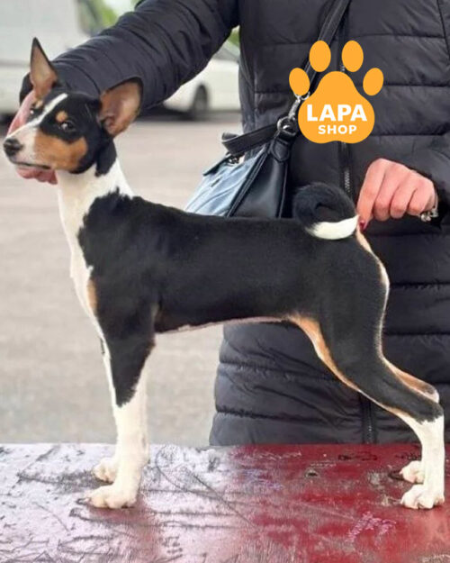 триколорний басенджі