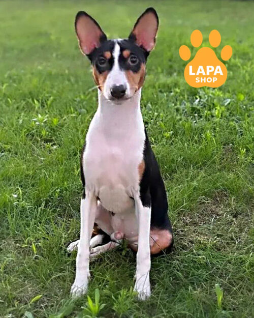 триколорний басенджі