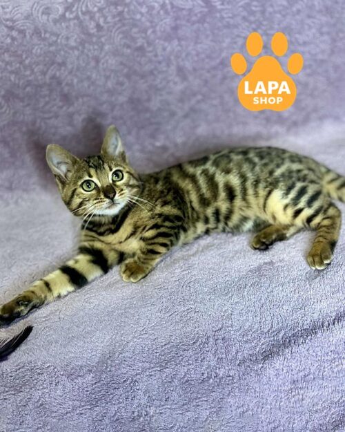 бенгальская кошка