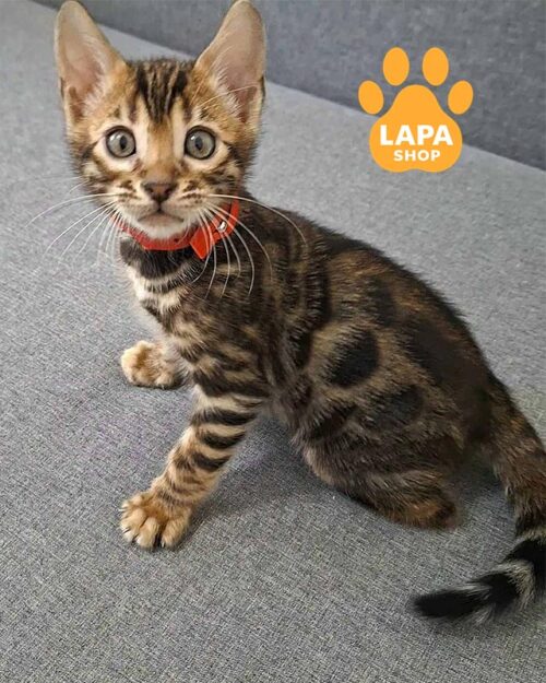 золотой бенгал