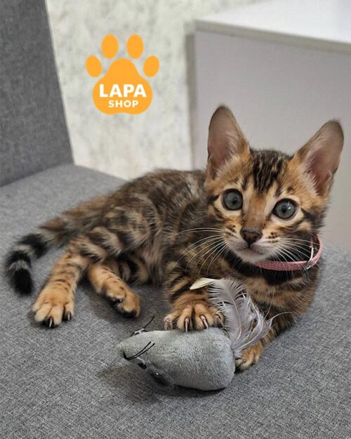 бенгальська кішка