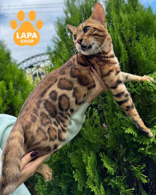 золотой бенгал