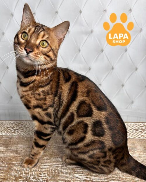 золотий бенгал