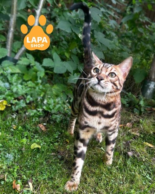 золотой бенгал